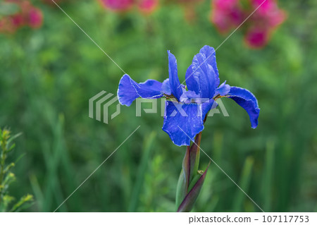 blue iris flower close-up on a blurred natural background 107117753