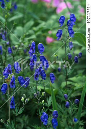 blue aconite flowers close-up on a blurred natural background blue aconite flowers close-up on a blurred natural background 107117754