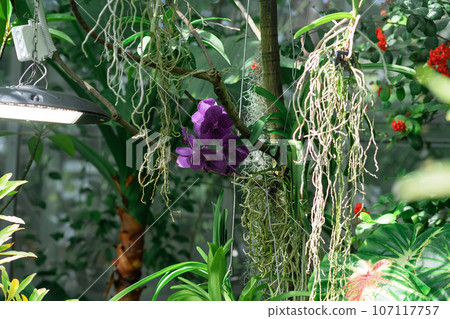 purple moth orchid blooms in a greenhouse 107117757