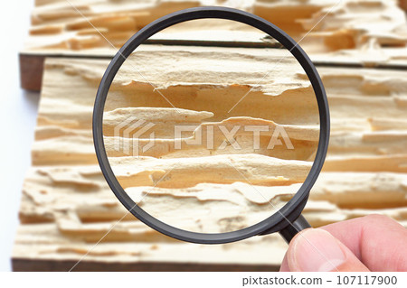 Housing termite damage close-up Housing termite damage close-up 107117900