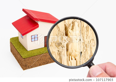 Housing termite damage close-up Housing termite damage close-up 107117903