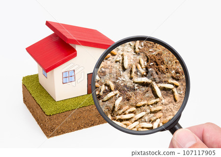 Housing termite damage close-up Housing termite damage close-up 107117905