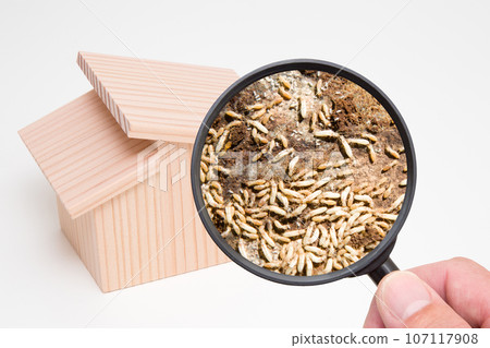 Housing termite damage close-up 107117908
