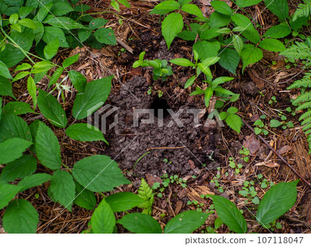Small hole in land is wild animal. System of underground passages and holes. 107118047