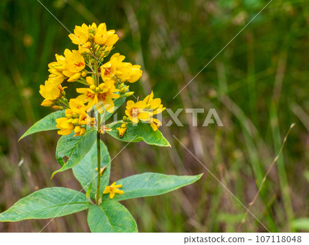 Lysimachia vulgaris flowers in the forest with copy space, selective focus 107118048