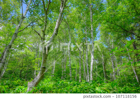 八千穗高原【日本最大的白樺群落】 八千穗高原【日本最大的白樺群落】 107118156