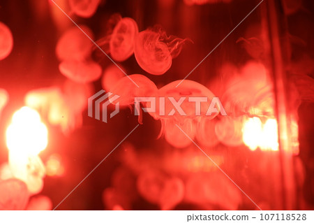 Jellyfish Jellyfish 107118528