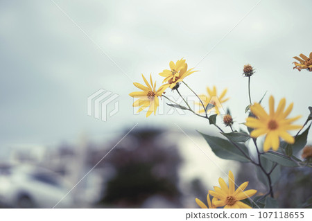 耶路撒冷朝鮮薊花 耶路撒冷朝鮮薊花 107118655