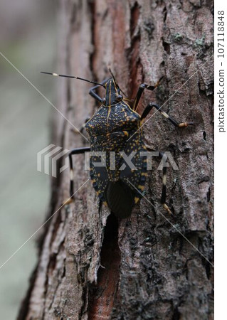 Madara bug 107118848