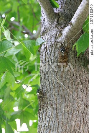 Abra Zemi and Minmindzemi 107118849