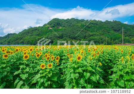 哈基向日葵田裡的向日葵 哈基向日葵田裡的向日葵 107118952