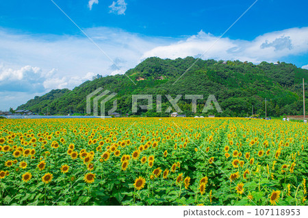 Sunflowers in Haki Sunflower Field Sunflowers in Haki Sunflower Field 107118953