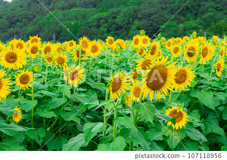 Sunflowers in Haki Sunflower Field 107118956
