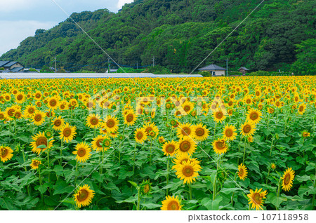 Sunflowers in Haki Sunflower Field Sunflowers in Haki Sunflower Field 107118958