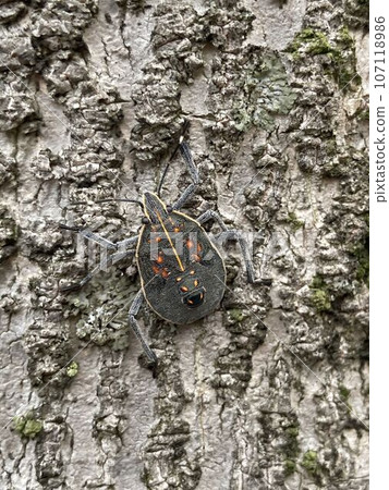 Madara bug 107118986