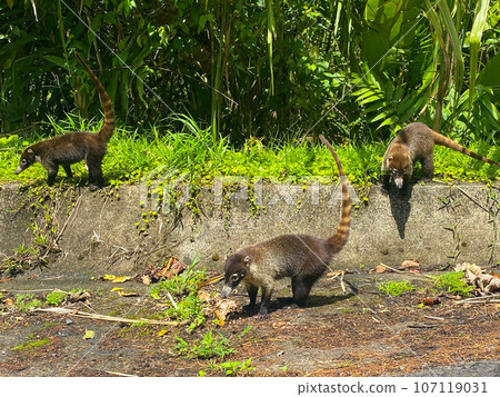 South American coati on the road in Costa Rica South American coati on the road in Costa Rica 107119031