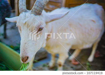 image of a goat 107119419