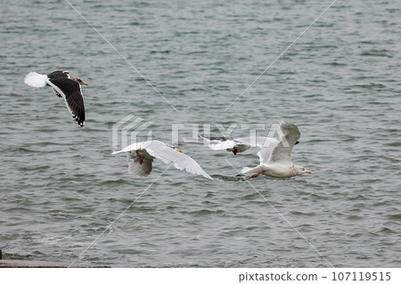 Seagulls to fly away Seagulls to fly away 107119515