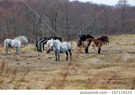 Horse eating grass in the meadow 107119524