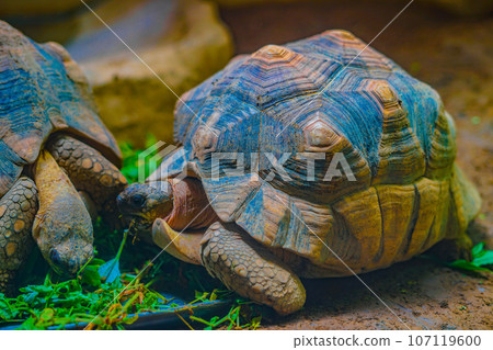 An image of a tortoise An image of a tortoise 107119600