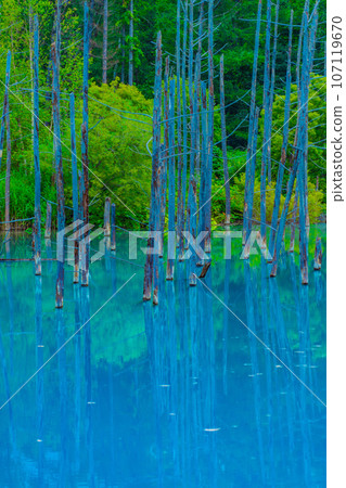 白金藍池(北海道美瑛町) 白金藍池(北海道美瑛町) 107119670