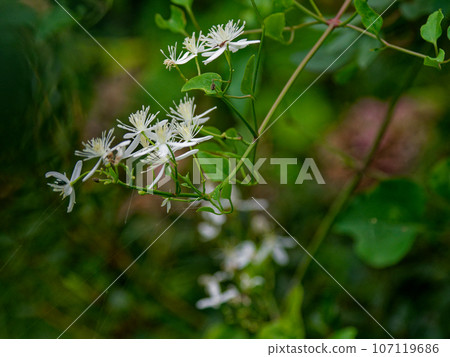 毛茛科毛茛科植物的開花 107119686