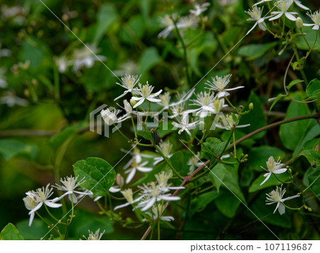 毛茛科毛茛科植物的開花 107119687
