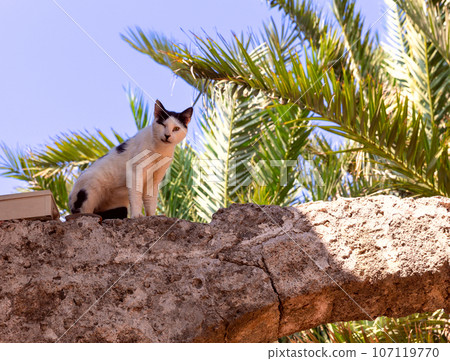 Large street cat on an old stone arch in Rhodes. 107119770