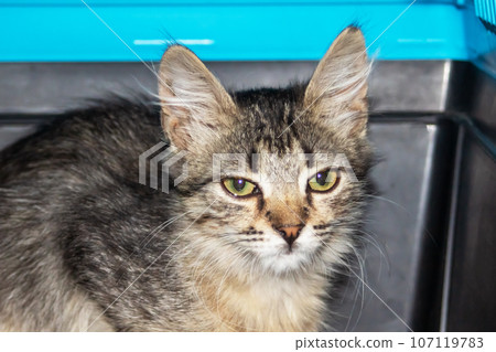 One small tabby gray kitten, close-up portrait One small tabby gray kitten, close-up portrait 107119783