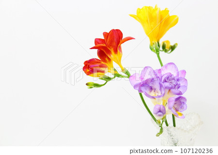 Living with freesia (red, purple, yellow) flowers [white background, copy space] 107120236