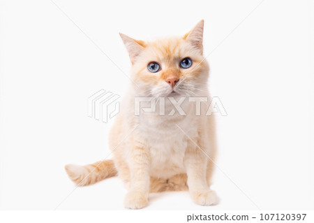 Blue eyes mixed breed playful cat isolated on white background. Blue eyes mixed breed playful cat isolated on white background. 107120397