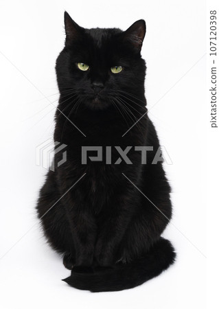 Black green eyes mixed breed playful cat isolated on white background. Halloween celebration. 107120398