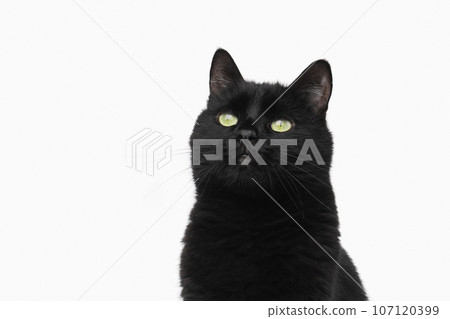 Black green eyes mixed breed playful cat isolated on white background. Halloween celebration. Black green eyes mixed breed playful cat isolated on white background. Halloween celebration. 107120399