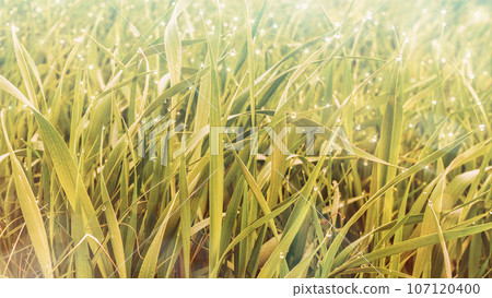 Close up fresh light green grass with water drops copy space background. Close up fresh light green grass with water drops copy space background. 107120400
