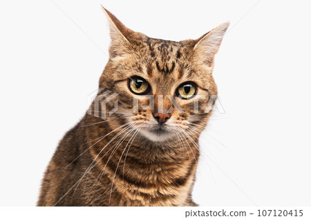 Mixed breed tabby cat isolated on white background. Mixed breed tabby cat isolated on white background. 107120415