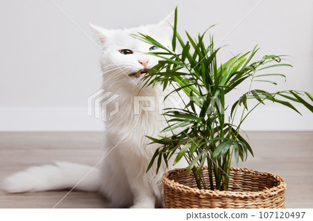 White long hair kitten eating kentia chamedorea houseplant. Domestic cat nibbling on green plant. White long hair kitten eating kentia chamedorea houseplant. Domestic cat nibbling on green plant. 107120497