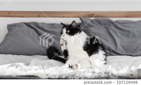 Green eyes black and white domestic cat on bed 107120498