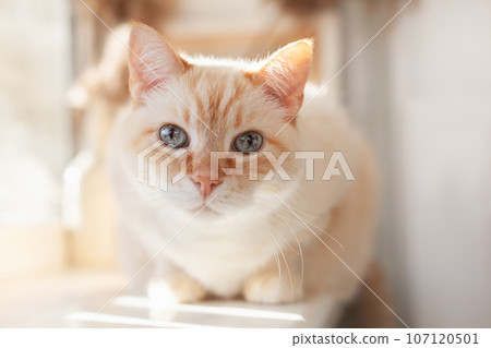 Pale beige domestic cat. Pets-friendly hotel or home. Adoption and welfare concept. 107120501