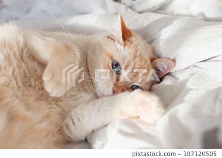 Pale domestic cat on the bed. Pet in Scandinavian-style bedroom. Pets-friendly hotel or home. 107120505
