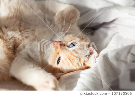 Pale domestic cat on the bed. Pet in Scandinavian-style bedroom. Pets-friendly hotel or home. Pale domestic cat on the bed. Pet in Scandinavian-style bedroom. Pets-friendly hotel or home. 107120506