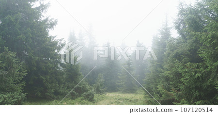 Sunlight in the green summer forest early morning. Peaceful misty view of the countryside with the rays of morning light. Sunlight in the green summer forest early morning. Peaceful misty view of the countryside with the rays of morning light. 107120514