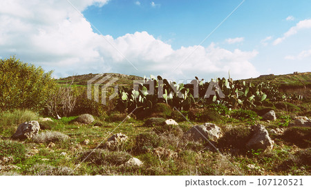Cactus (Opuntia ficus-indica)  against a blue sky. 107120521