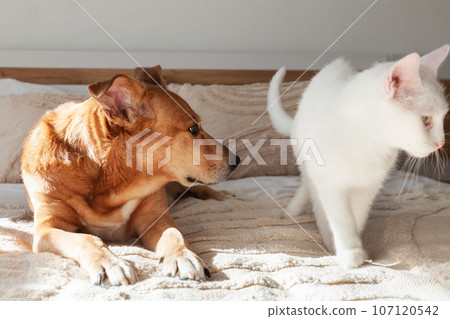 Red mixed breed dog and white cat together on the bed with beige woven pillows and plaid. 107120542