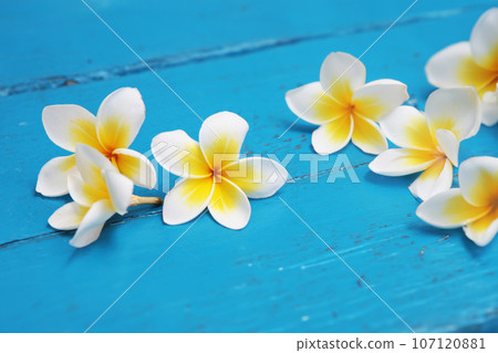 印尼文化遺產雞蛋花 印尼文化遺產雞蛋花 107120881