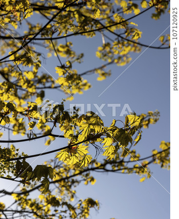 green foliage on a maple tree in spring bloom green foliage on a maple tree in spring bloom 107120925