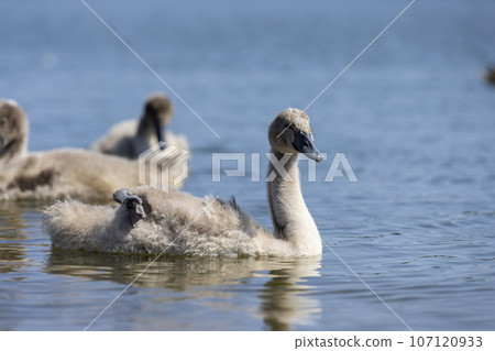 the younger generation swans in the summer season the younger generation swans in the summer season 107120933