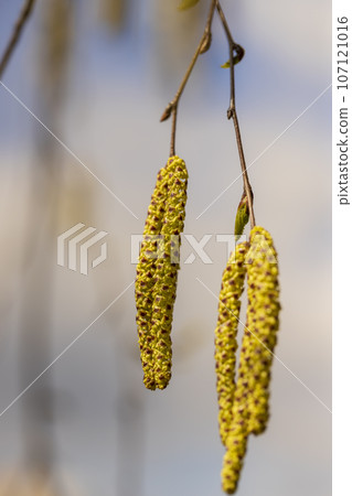 a birch tree without foliage in the spring season a birch tree without foliage in the spring season 107121016