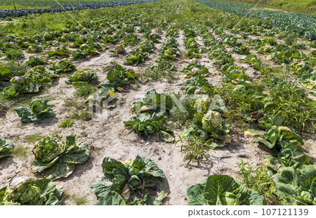 Agricultural field where cabbage is grown in cabbages Agricultural field where cabbage is grown in cabbages 107121139