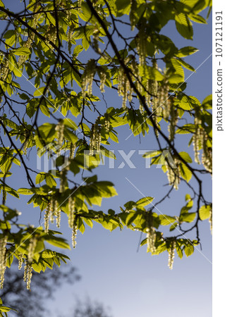 green foliage on hornbeam tree in spring bloom 107121191