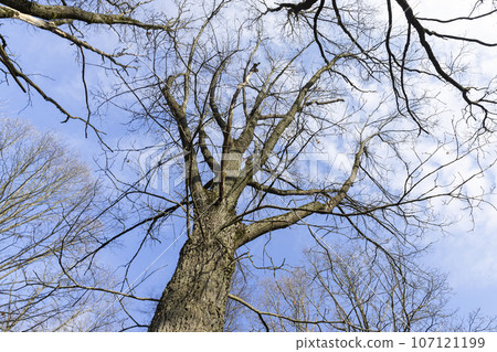 deciduous trees without foliage in spring 107121199